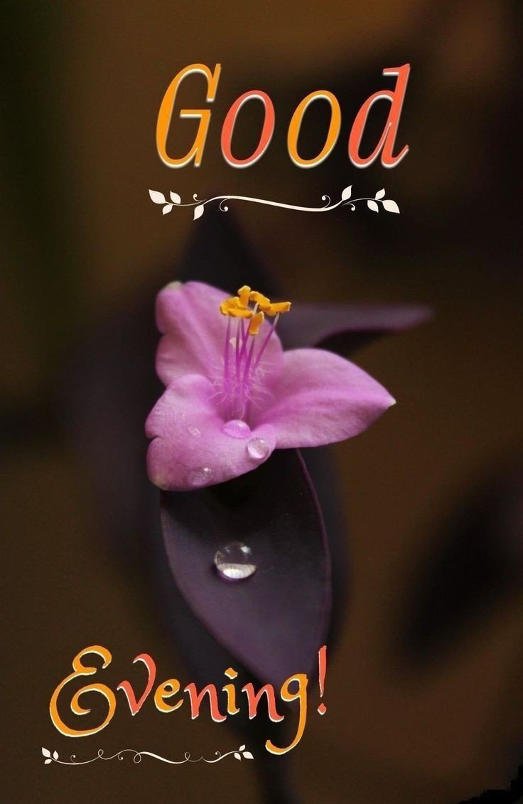 animated good evening images