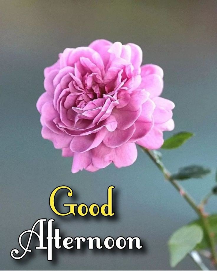 beautiful good afternoon gif