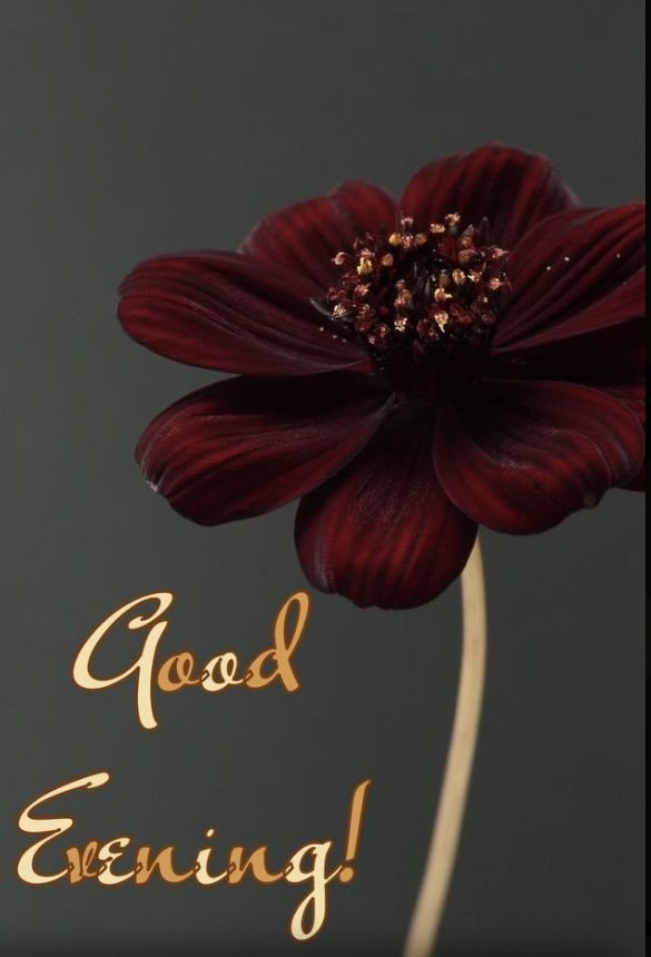 beautiful good evening images for whatsapp with quotes