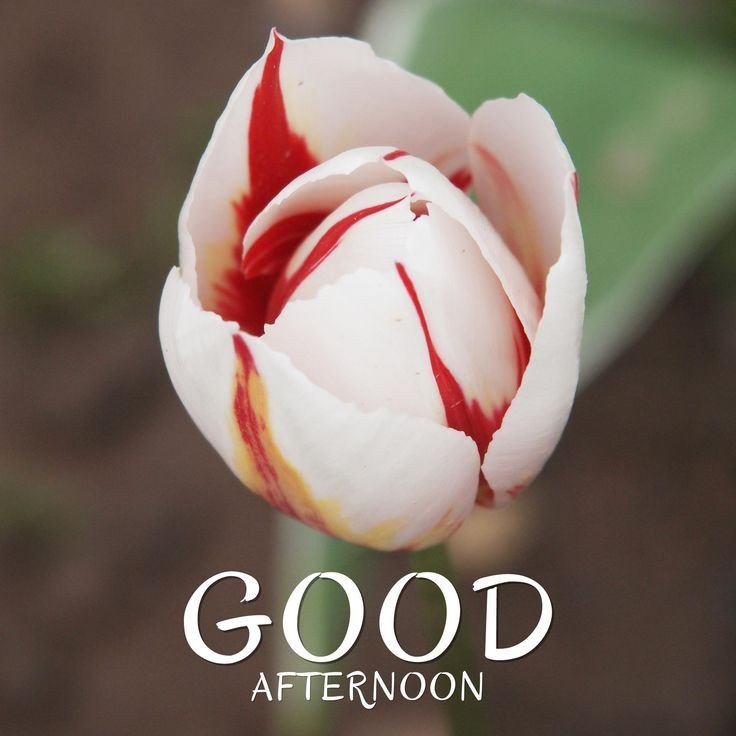 black good afternoon images