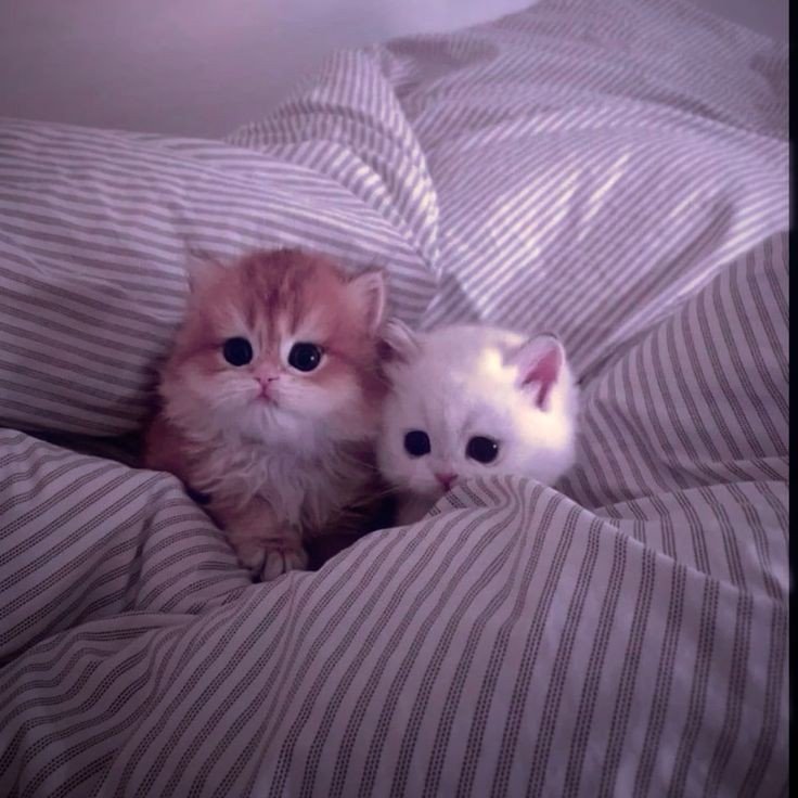 couple dp aesthetic boy and girl