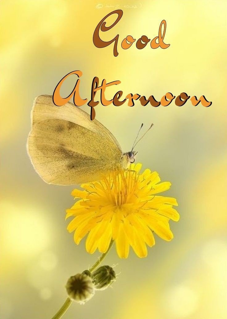 good afternoon pic download