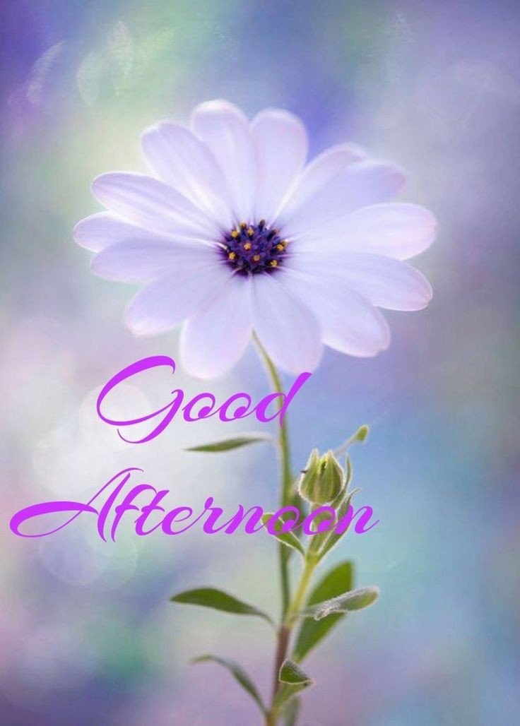 good afternoon pictures and quotes