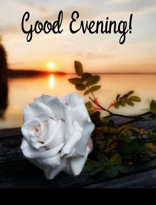 good evening images cat