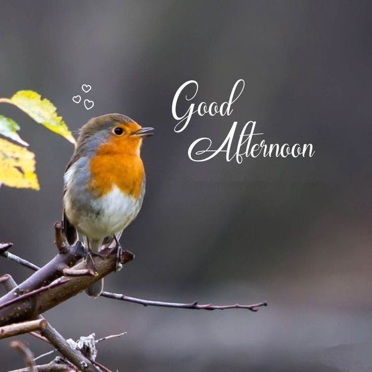 good night pic bangla