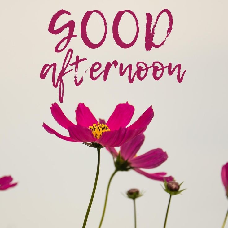 good night shayari pic