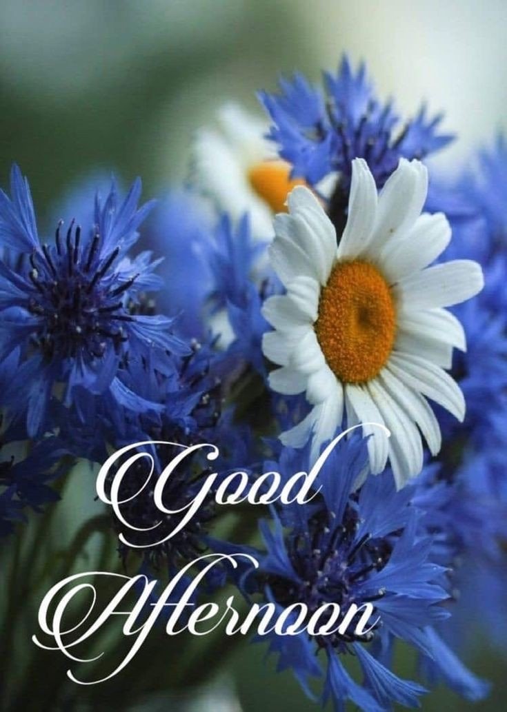 pictures good afternoon