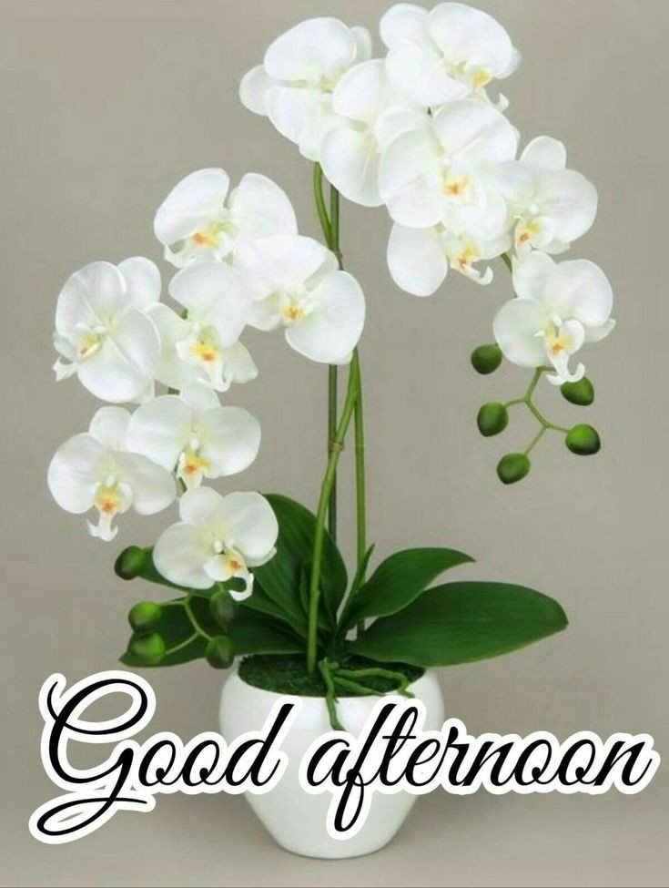 wednesday good afternoon images